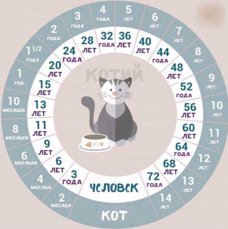 Возраст кошки по человеческим меркам
