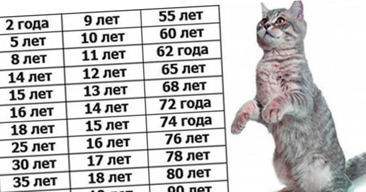 До какого возраста растут кошки и коты: нормальные показатели и отклонения, причины раннего прерывания роста, условия для развития котёнка