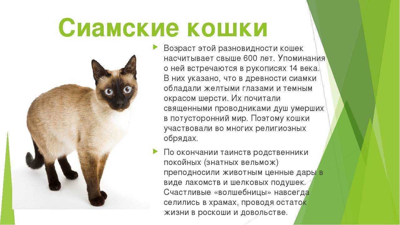 Сколько лет живут кошки в домашних условиях и 10 советов, как ее продлить