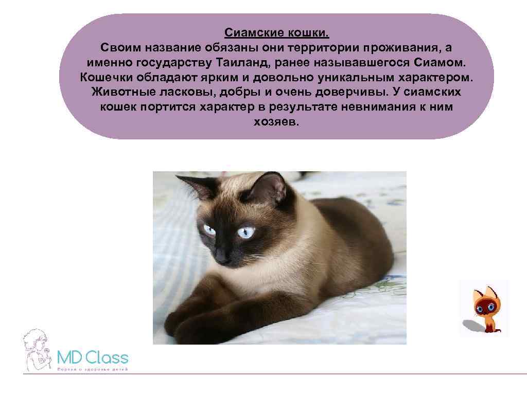 Сколько лет живут сиамские кошки в домашних условиях?