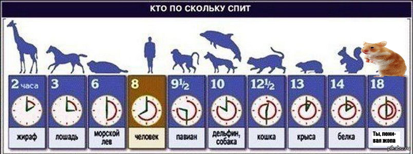 Сколько спят собаки в сутки: стадии сна, возраст и продолжительность