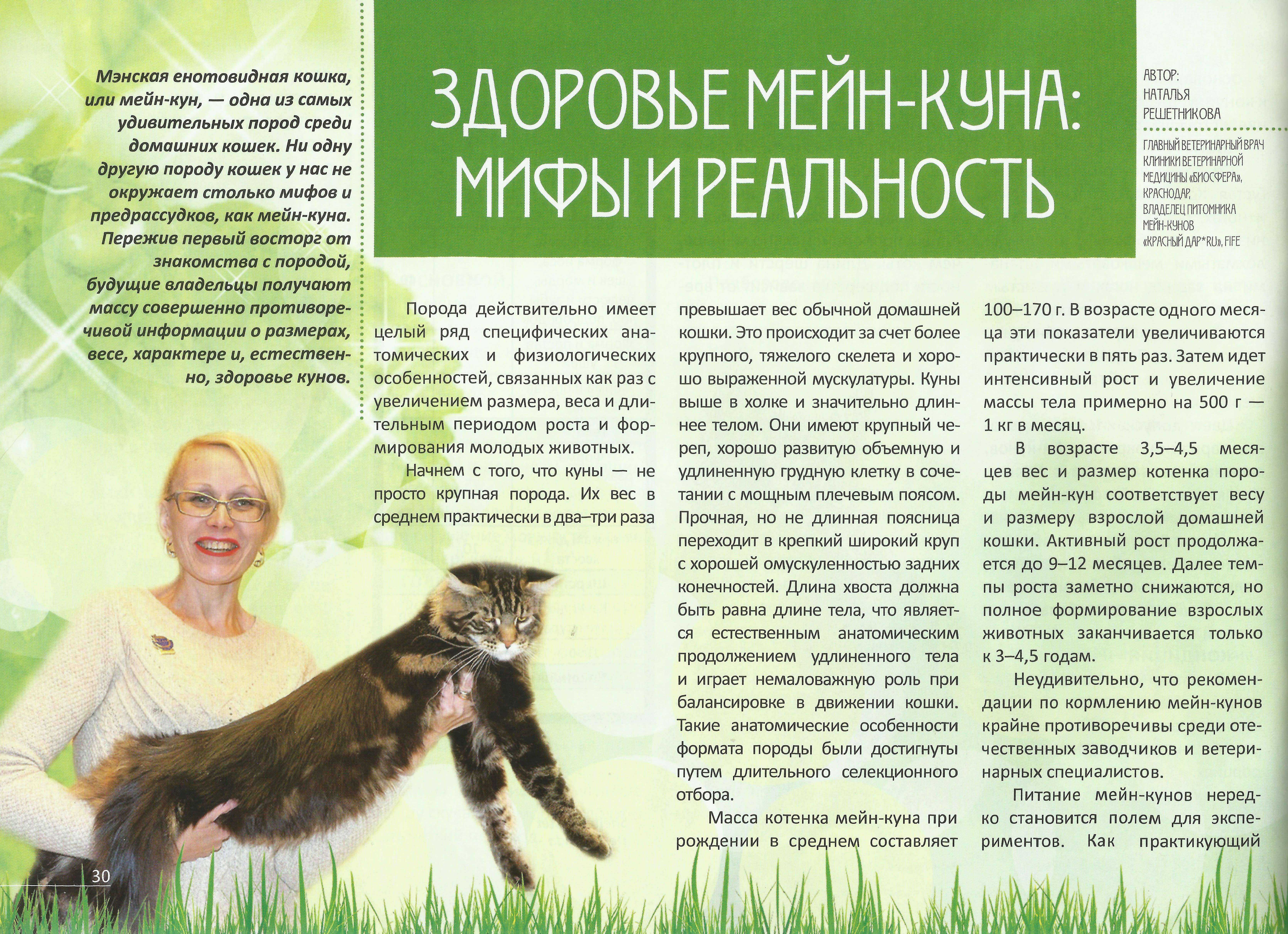 Размеры мейн-кунов – норма роста и веса кошки и кота