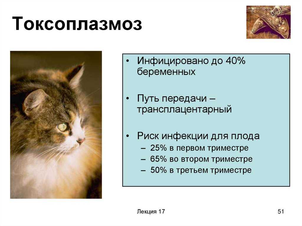 Пироплазмоз у кошек