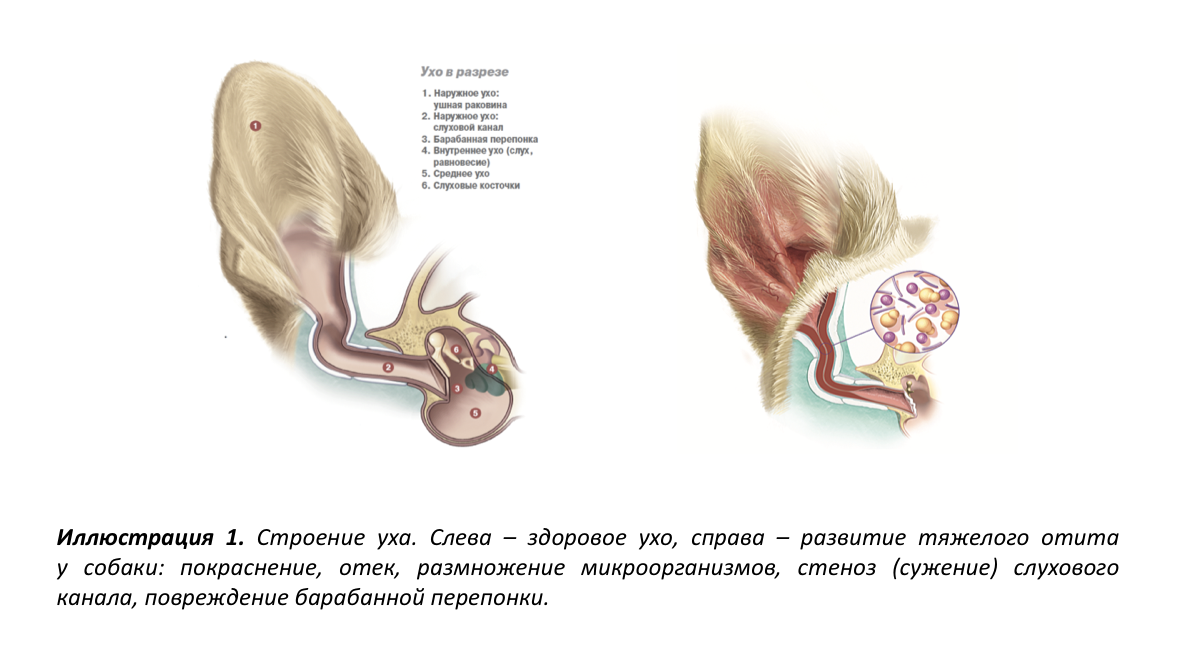 Кошка постоянно чешет уши и трясет головой: причины, чем лечить