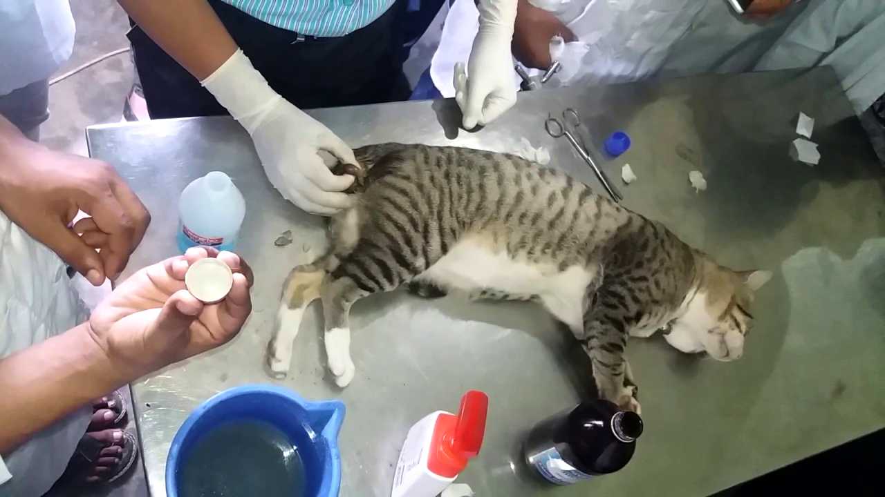 Нужно ли кастрировать кота, вред и польза кастрации