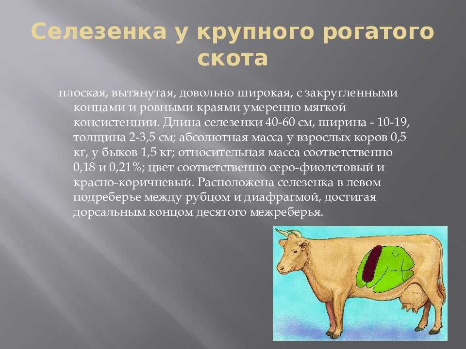 Заболевания селезенки у собак