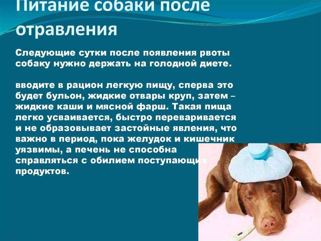 Рвота у собаки: виды, причины, лечение