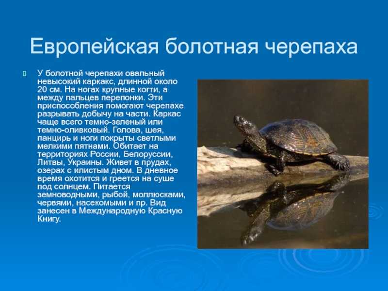 Красноухая черепаха. содержание, уход и кормление. советы