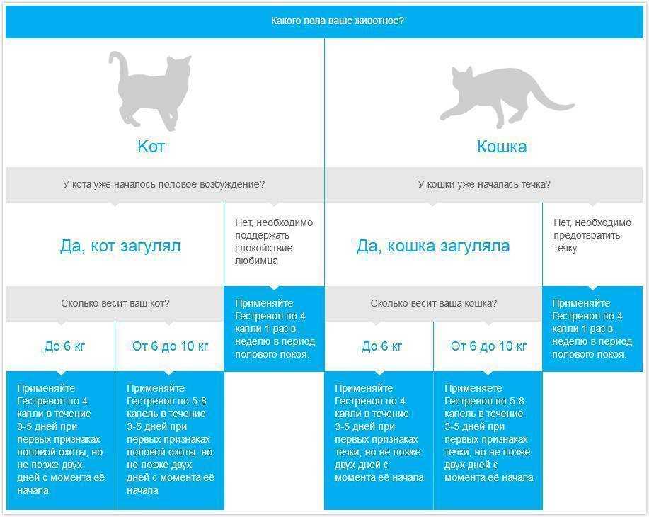 Почему котенок писает на кровать: как отучить малыша и взрослую кошку