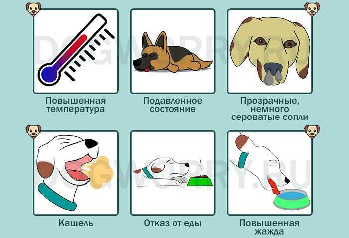 Сопли и насморк у собаки