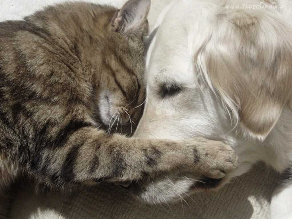 Почему кошки часто умываются, зачем котята и взрослые коты постоянно моются?
