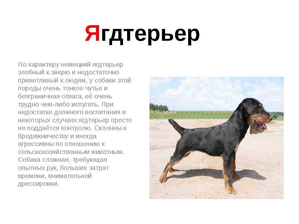 Гладкошерстные собаки среднего размера – 33 породы