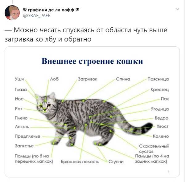 Беременным нельзя гладить кошек: миф или правда?