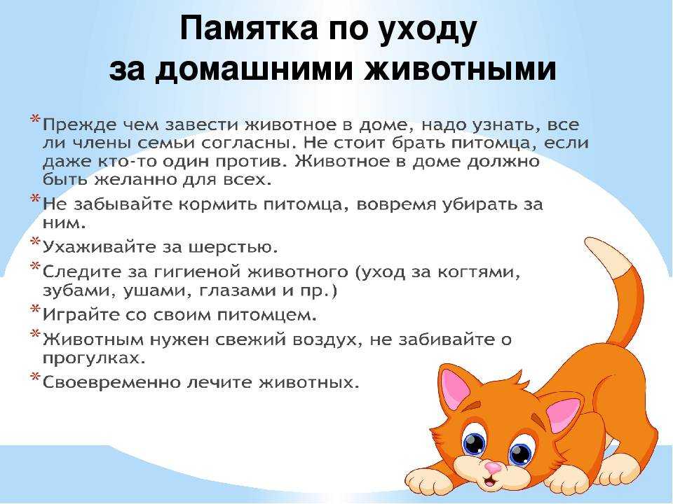 Как воспитывать котенка правильно: советы и рекомендации специалистов - animallist.ru