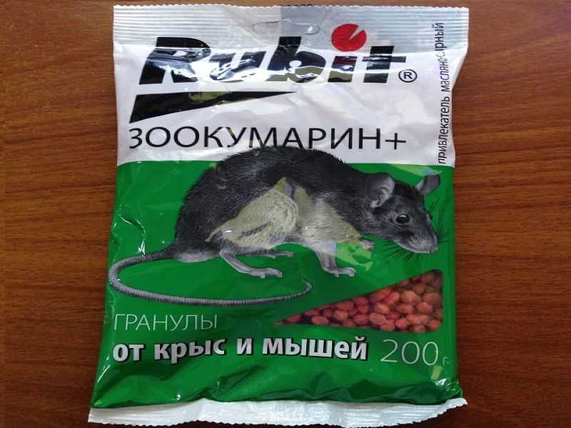 Кошка отравилась — что делать? | блог ветклиники "беланта"