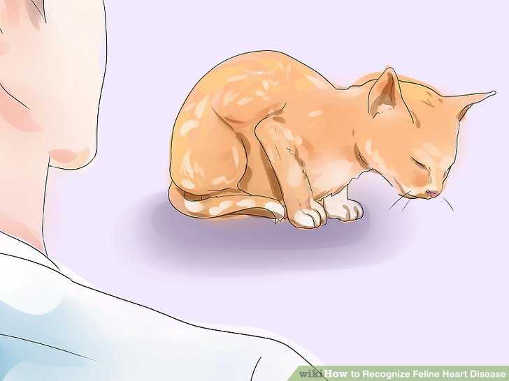 Почему у кота твердый живот?