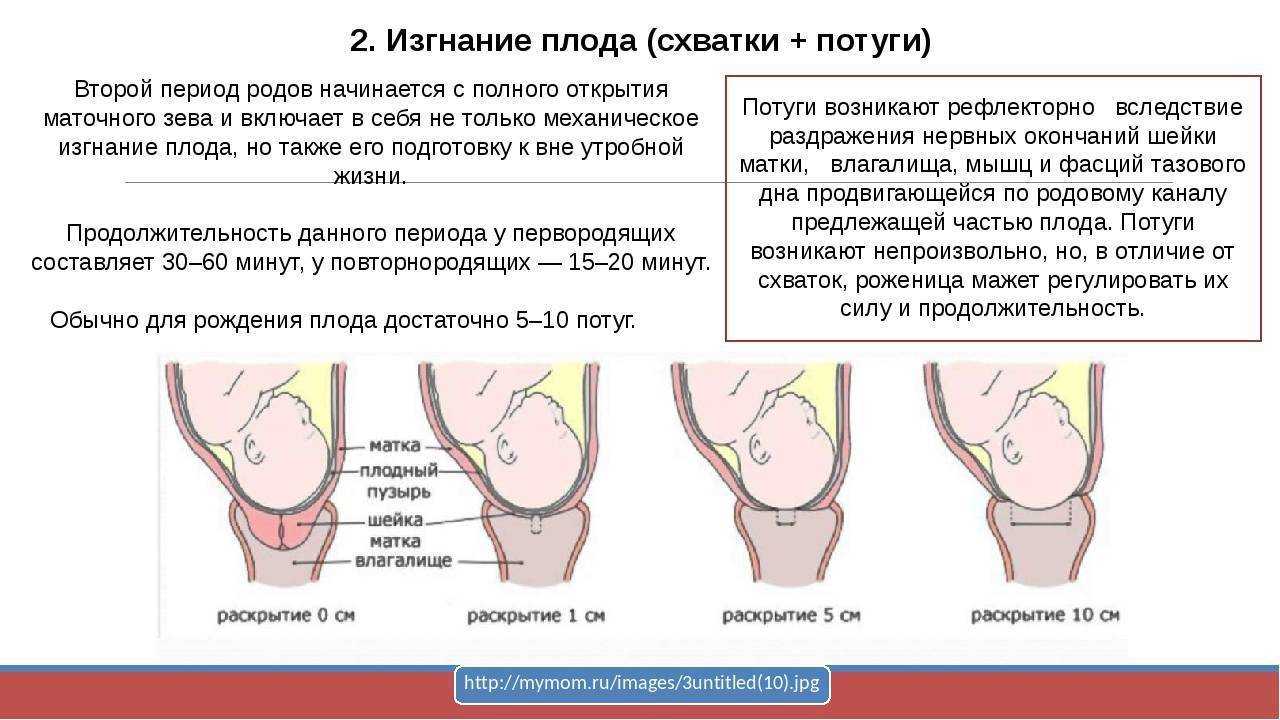 Роды у кошек: полная инструкция