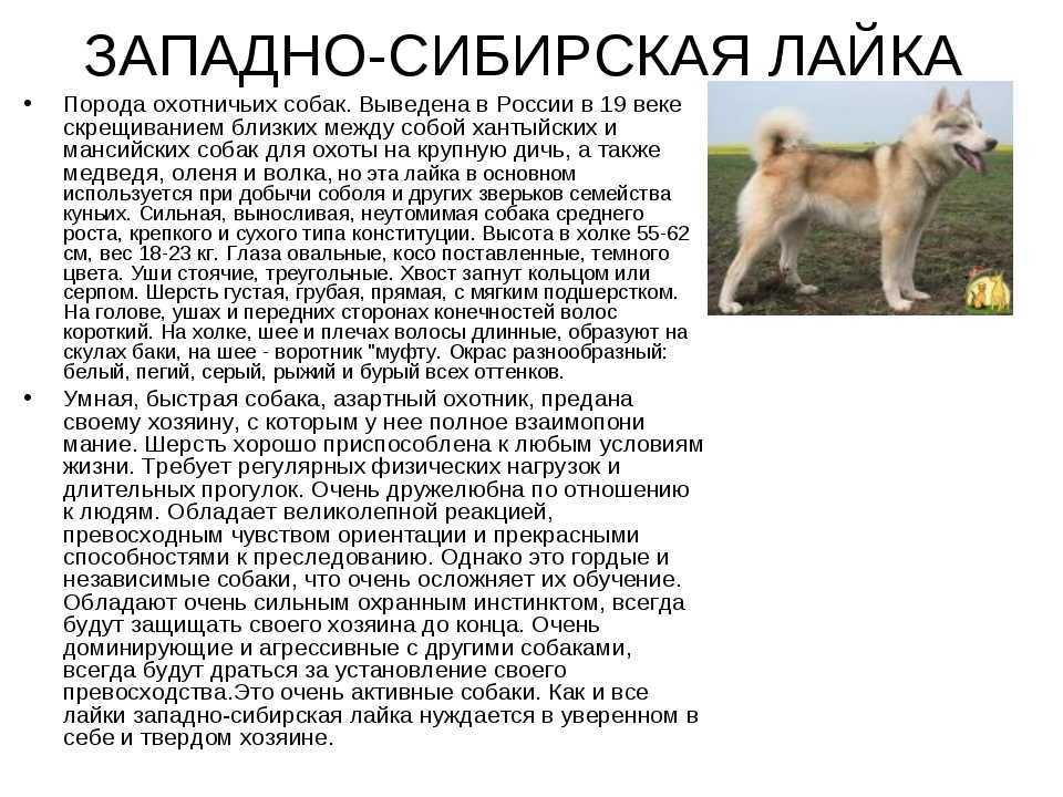 Карело-финская лайка
