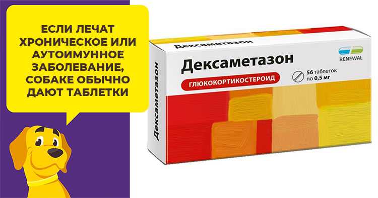 Дексаметазон – инструкция применения для владельцев собак и кошек