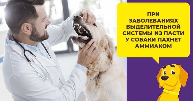 Почему от собаки пахнет псиной: причины и способы устранения проблемы
почему от собаки пахнет псиной: причины и способы устранения проблемы