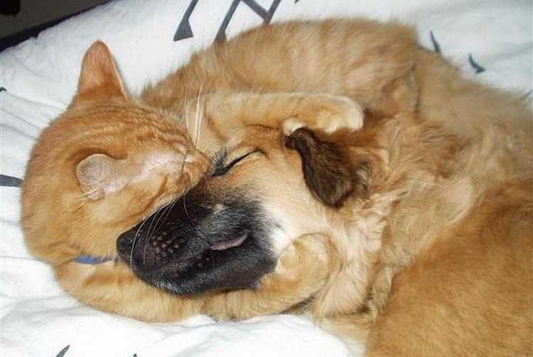 6 причин почему ваша кошка щурит один глаз