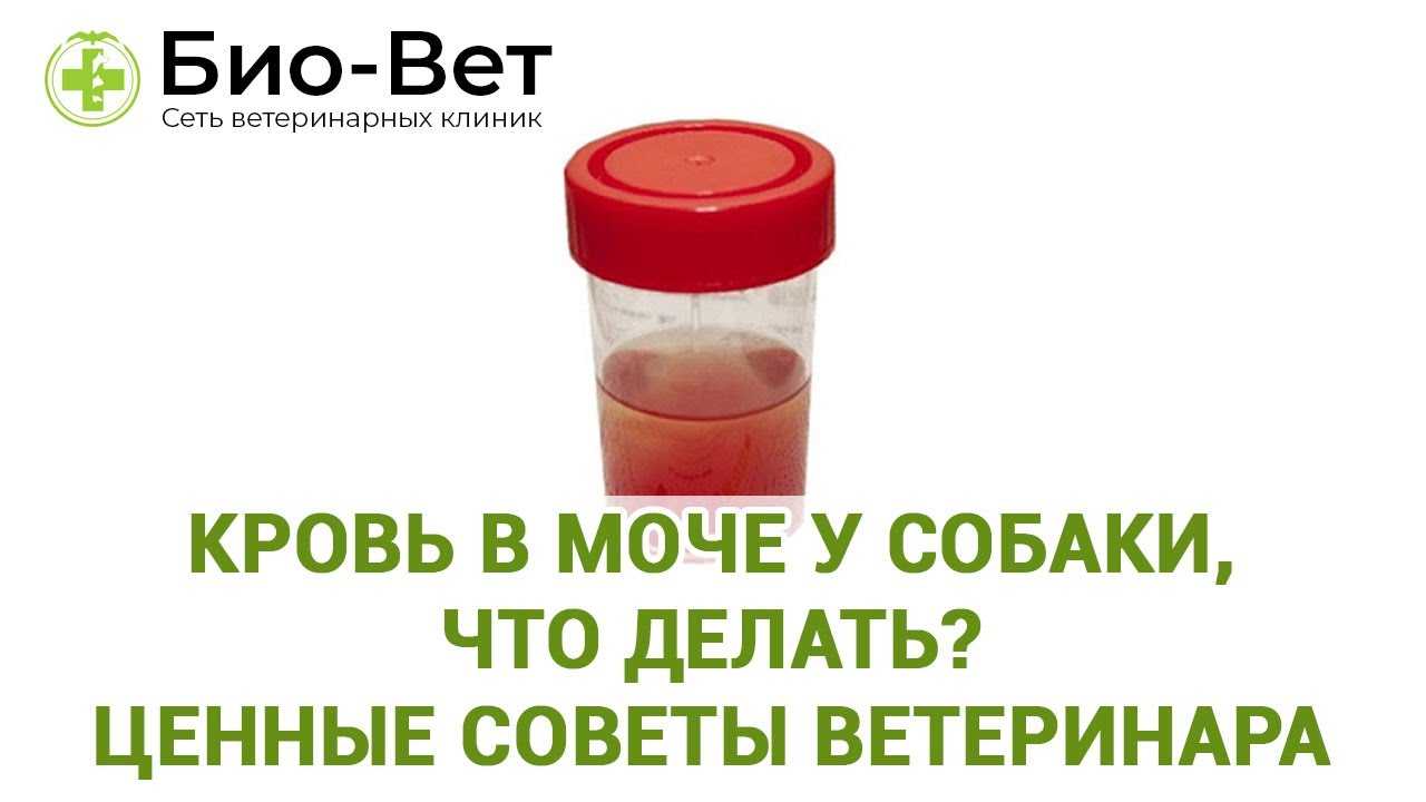 Собака писает кровью: заболевания, причины и лечение