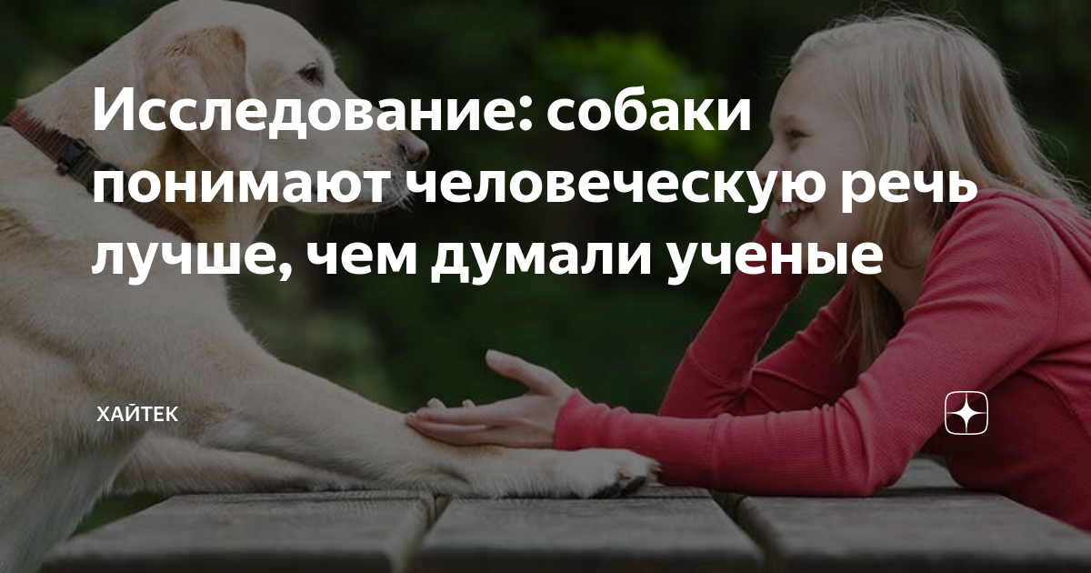 Понимают ли собаки человеческую речь