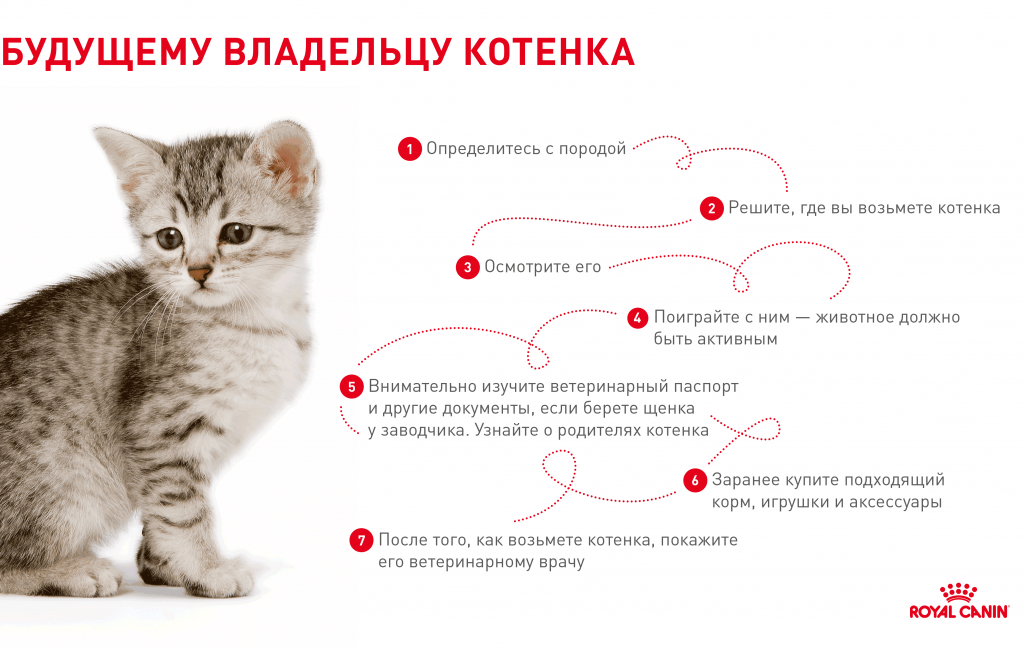 Как отучить кошку от улицы: всего 4 шага к успеху_ | wwwcat.ru