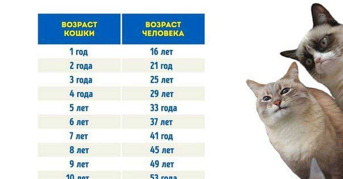 Возраст кошки по человеческим меркам: как определить, таблица