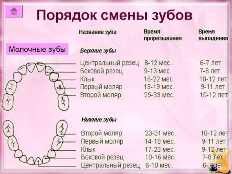 Сколько зубов у кошки — схема, у котнка, взрослой особи