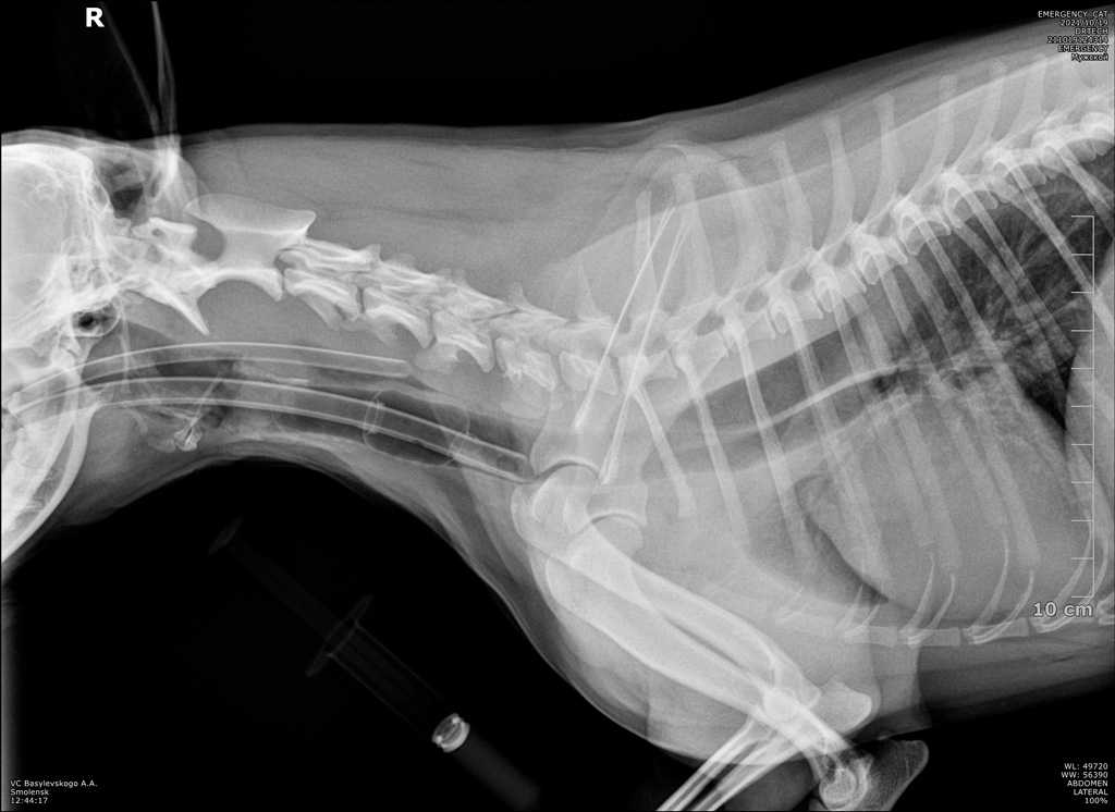 Megaoesophagus - расширение пищевода у кошек и собак. дивертикул