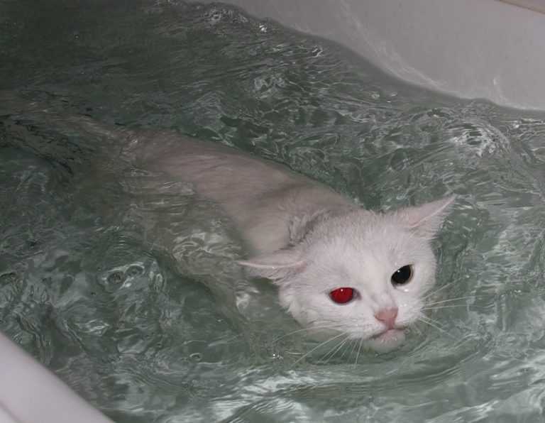 Какие кошки любят воду