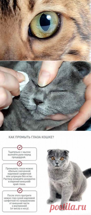 Варианты как можно помочь котенку если у него не открываются или слезятся глаза