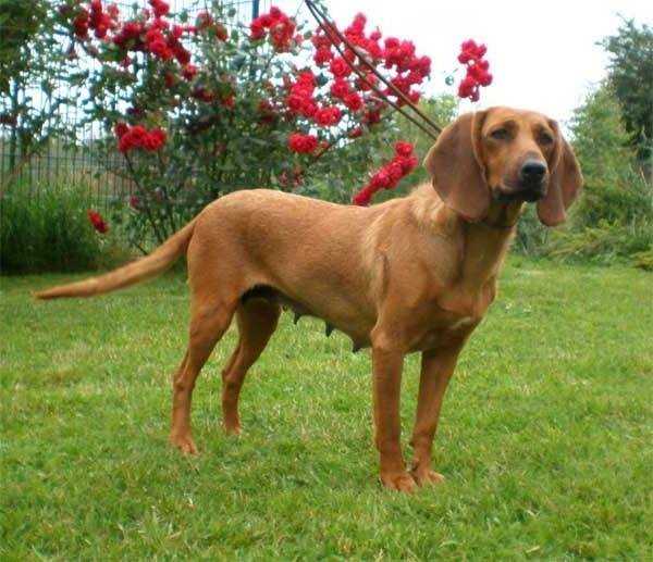 Тирольская гончая - tyrolean hound