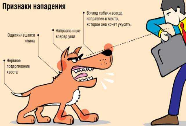 Почему собака выгрызает шерсть и что делать в этой ситуации? собака грызет дерево: выделяем физиологические причины и психологические что делать, если собака кусается