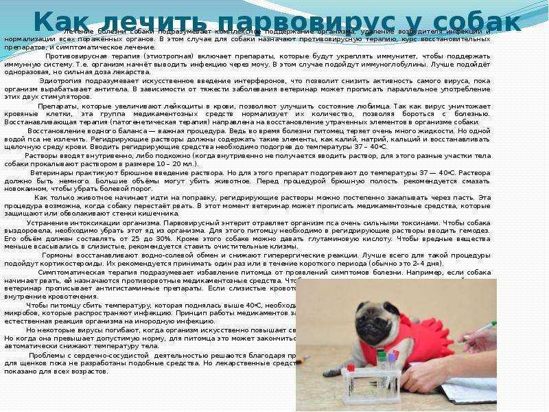 Энтерит у собак - острый, вирусный и другие виды, симптомы и лечение, профилактика