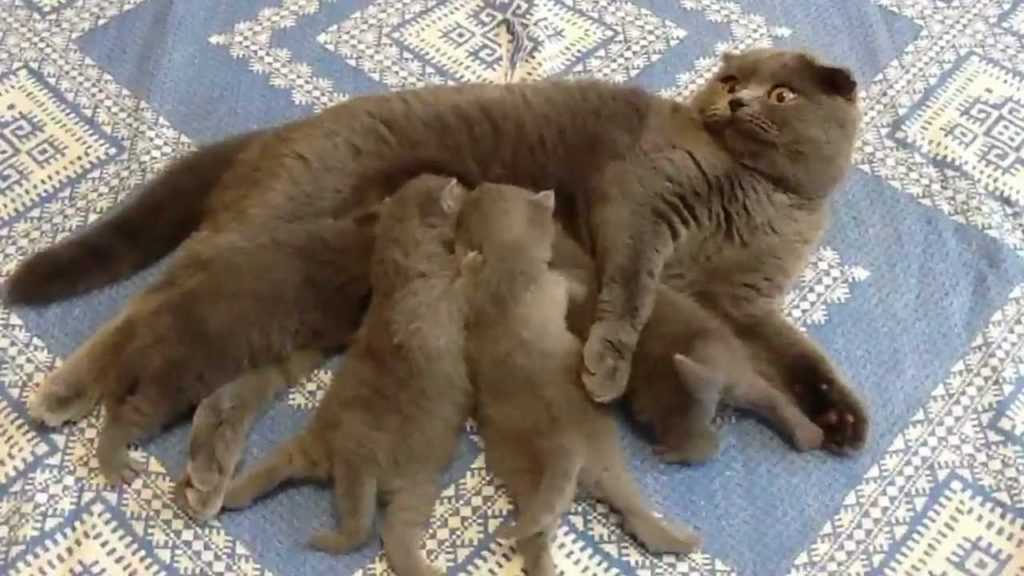 Новорожденные вислоухие котята - развитие котят по неделям