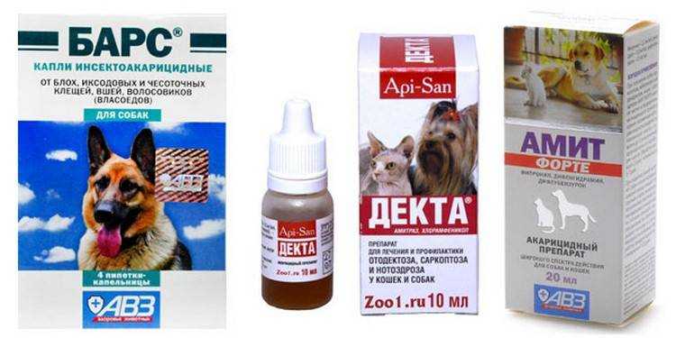 Чесотка у собак: причины, симптомы и методы эффективного лечения
