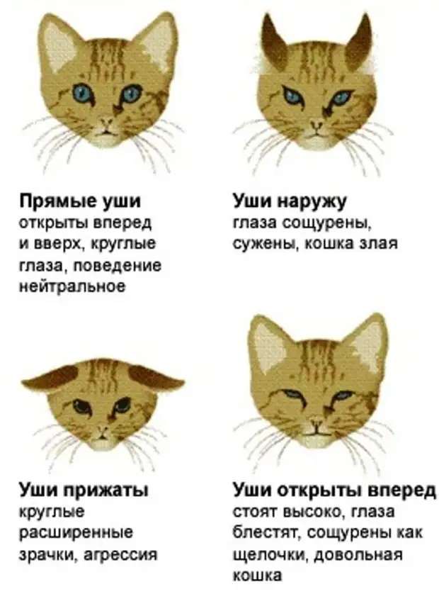 Отит у кошки. краткая характеристика болезни. лечение, профилактика