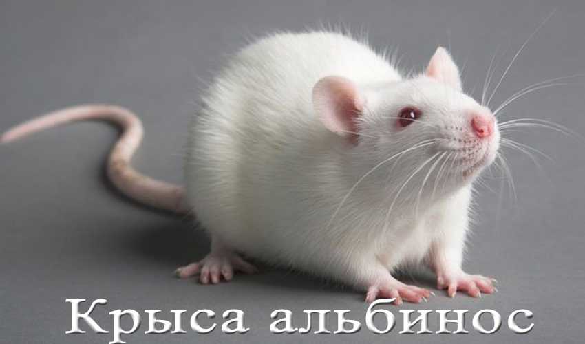 Красноглазые крысы альбиносы - уход и содержание