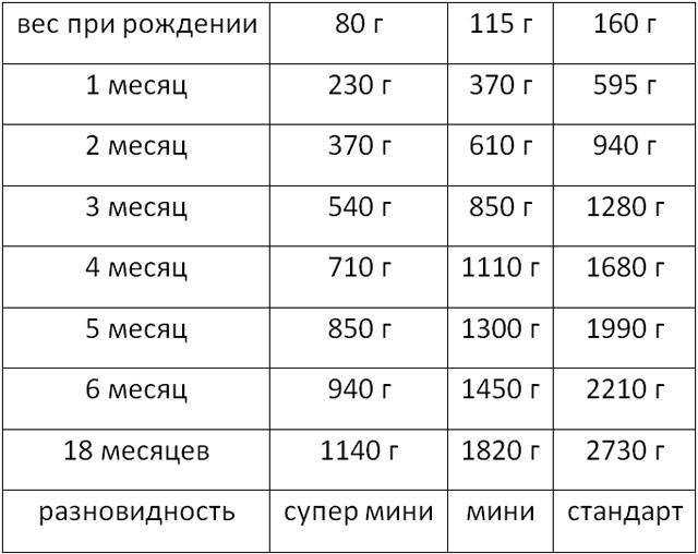В каком возрасте собака уже считается старой