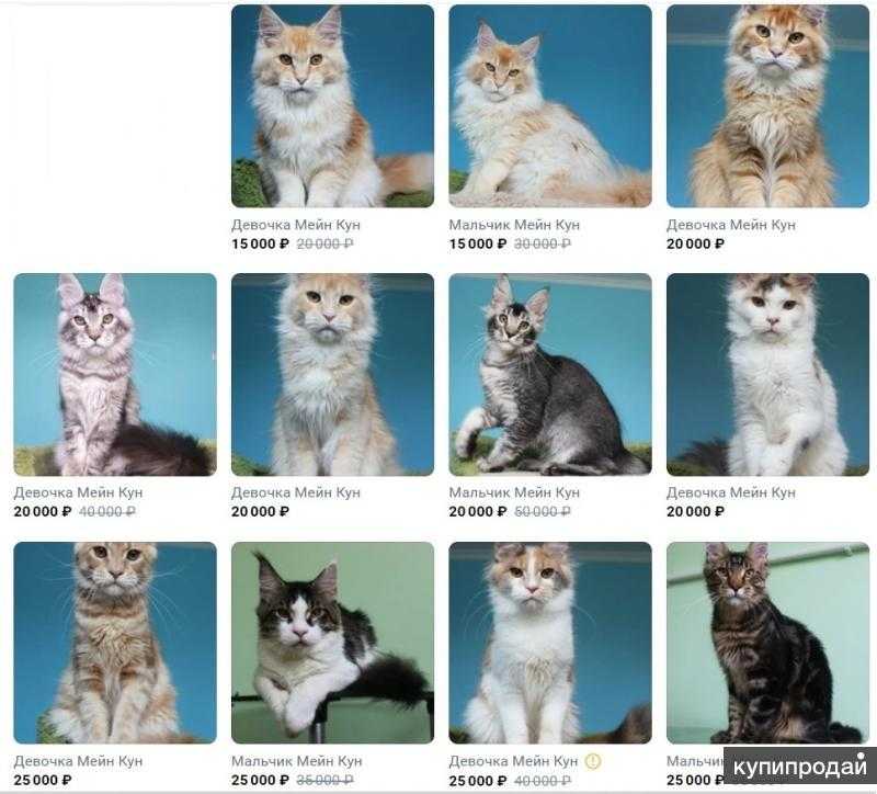 Календарь прививок для кошек мейн кун