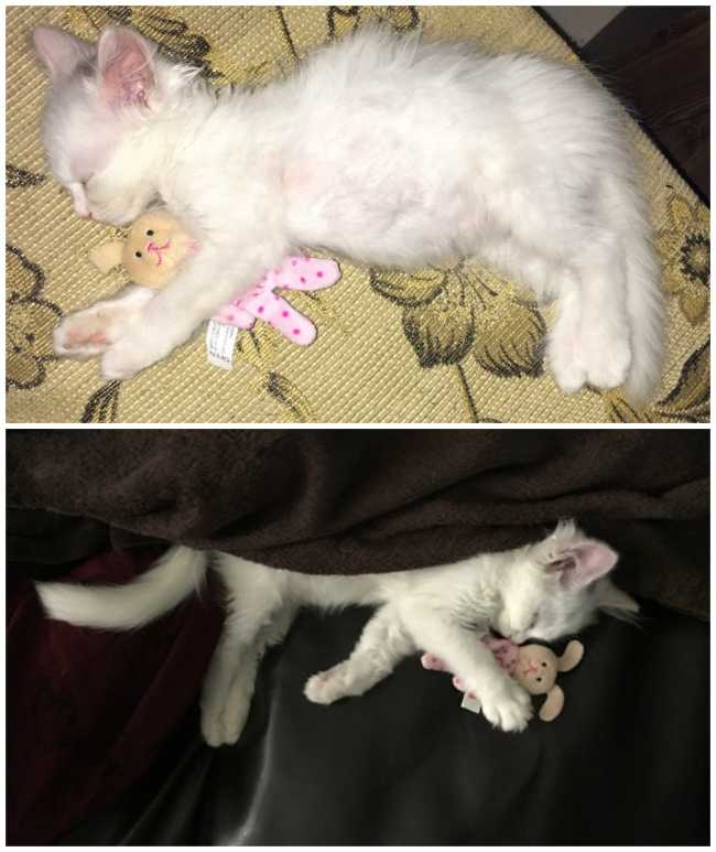 Роды кошек мертвый котенок