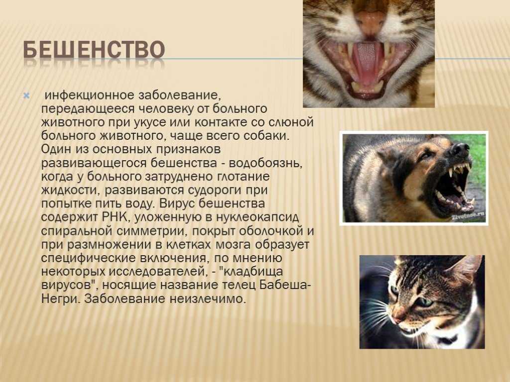 Первые признаки бешенства у кошек - как понять что у кота бешенство?