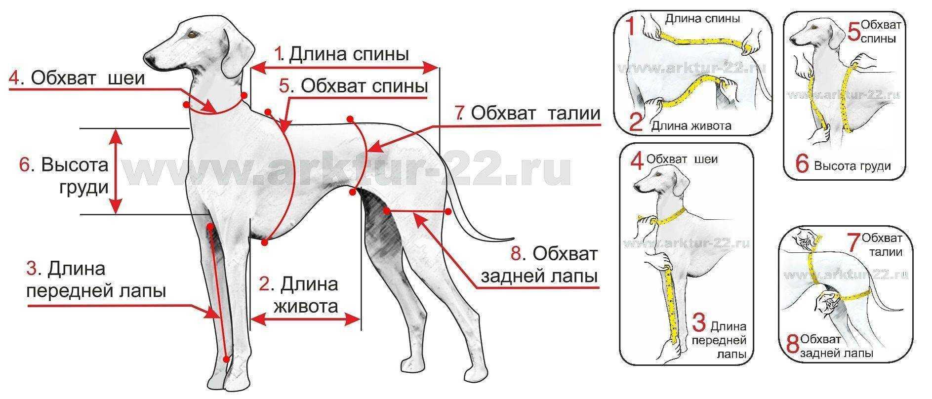 Холка у собаки — где находится и как правильно измерить рост