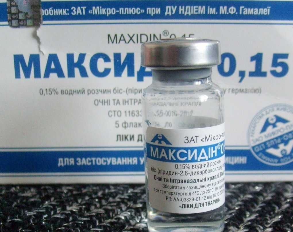 Максидин для кошек: инструкция по применению глазных и интраназальных капель