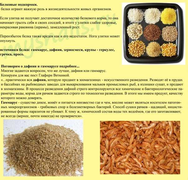 Какие крупы полезны и можно давать собакам — рецепты приготовления