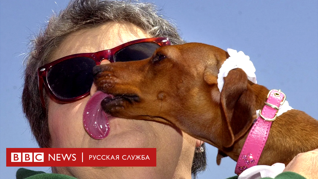 Особенности поведения и содержание морских свинок