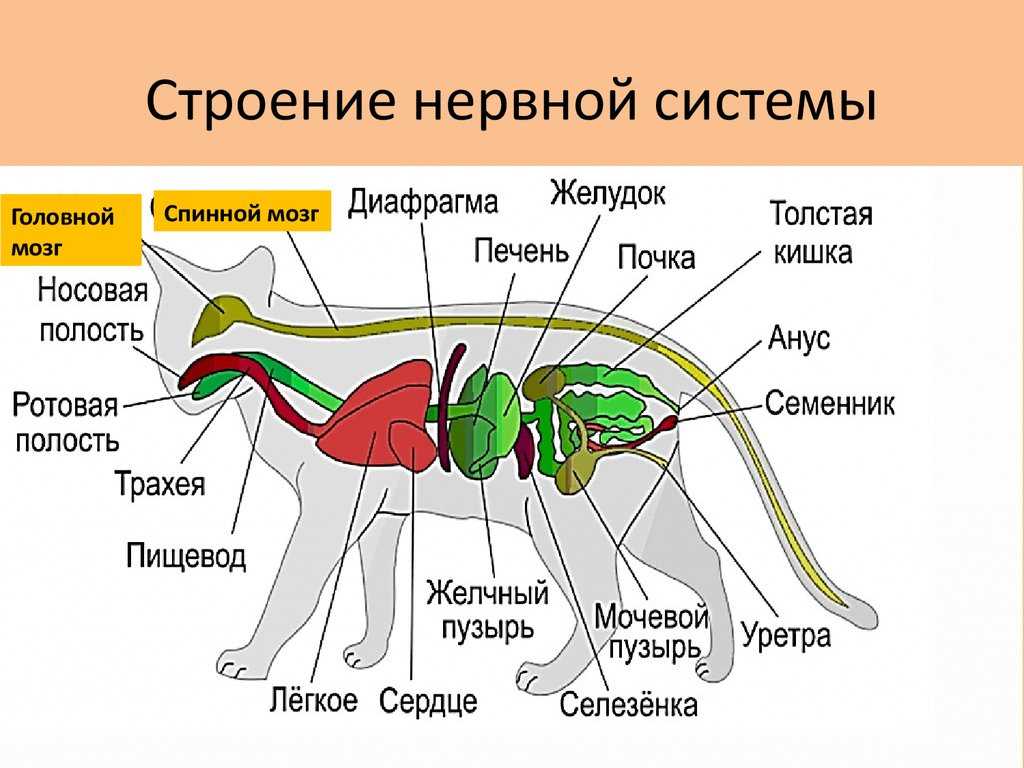 Как измерить пульс собаки: 9 шагов (с иллюстрациями)