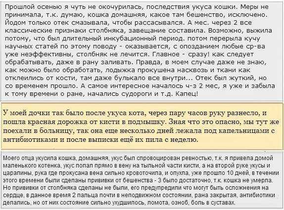 Что делать, если укусила кошка, чем лечить опухоль в домашних условиях, последствия укуса